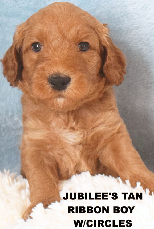 australianlabradoodles